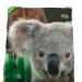 Easy Camp - Image Kids Sovepose Koala